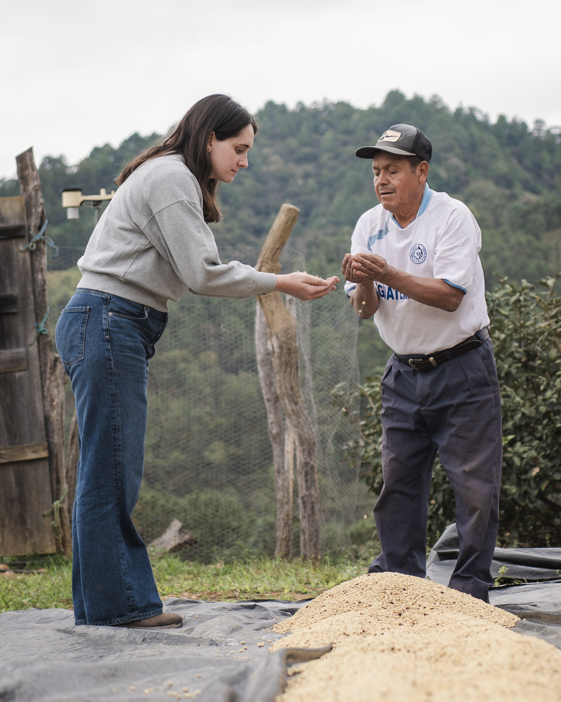 Isabel and producer sorting specialty coffee cherries in Guatemala