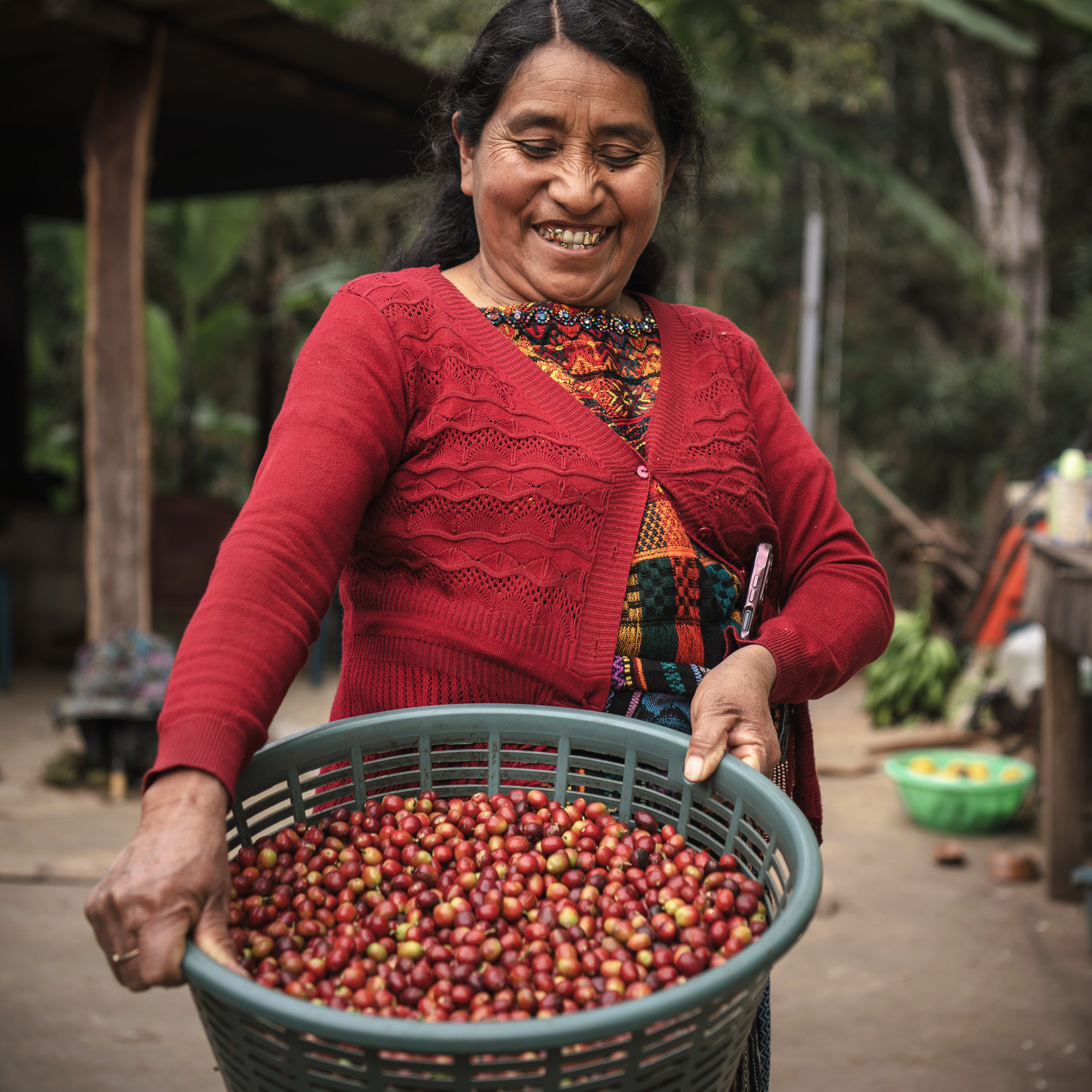 Guatemalan coffee producer holding ripe coffee cherry harvest