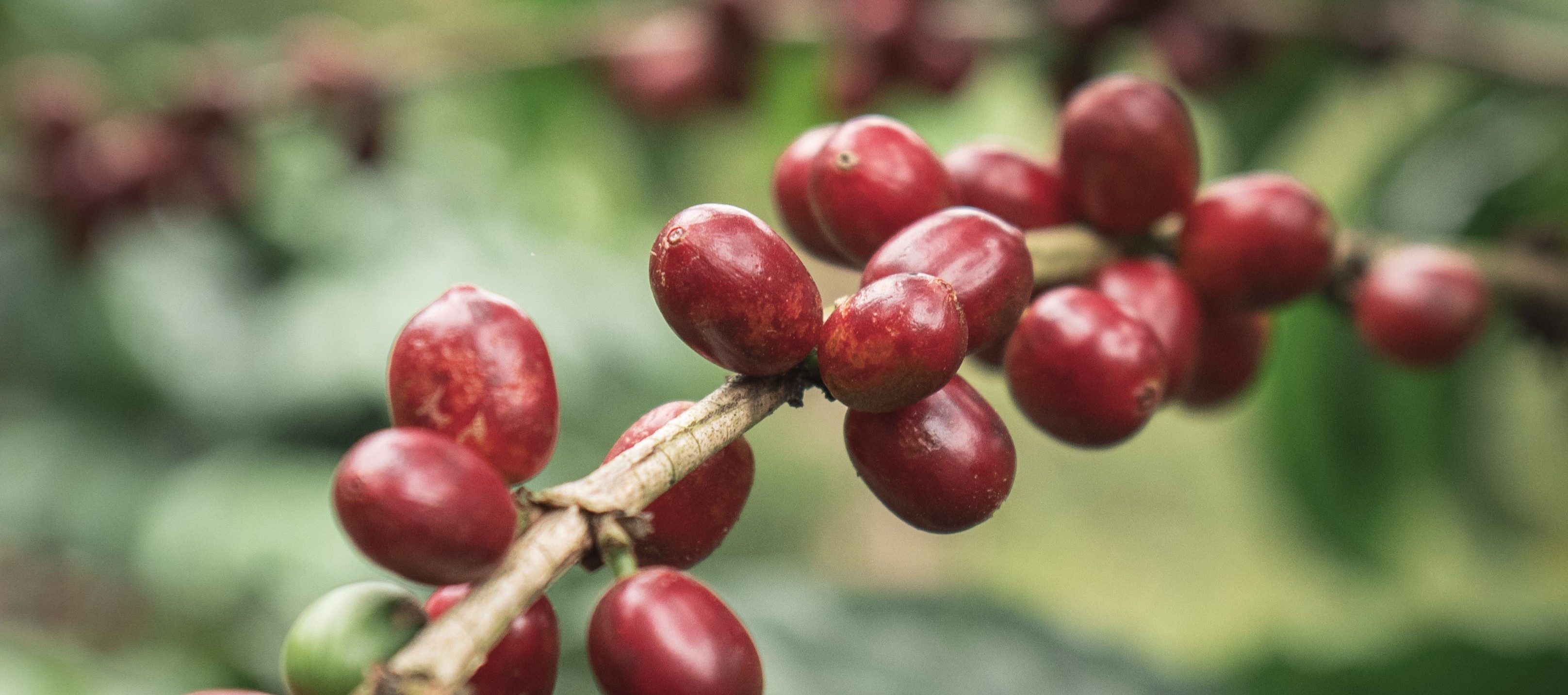 High altitude specialty coffee farm terroir in Rabinal and Cubulco, Baja Verapaz, Guatemala