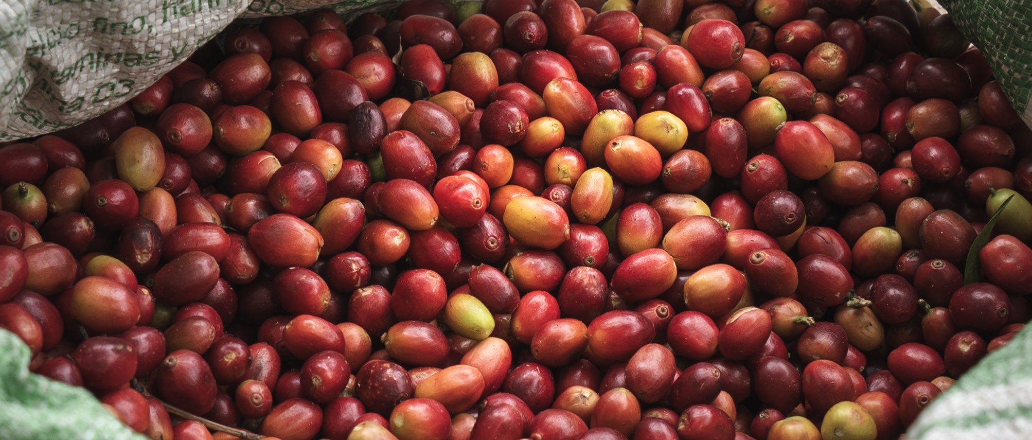 Batch 22 specialty green coffee micro-lot processing and direct trade selection in Guatemala
